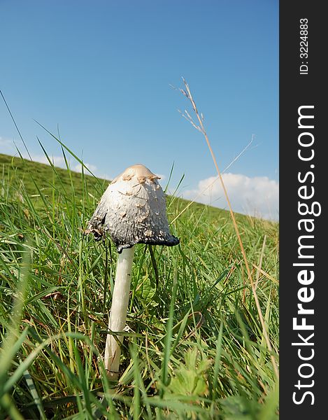 Close-up of a mushroom on a meadow. Close-up of a mushroom on a meadow