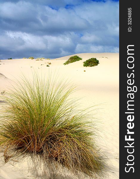 Tall grass grows at the base of a large sand dune with a blue sky above. Tall grass grows at the base of a large sand dune with a blue sky above.