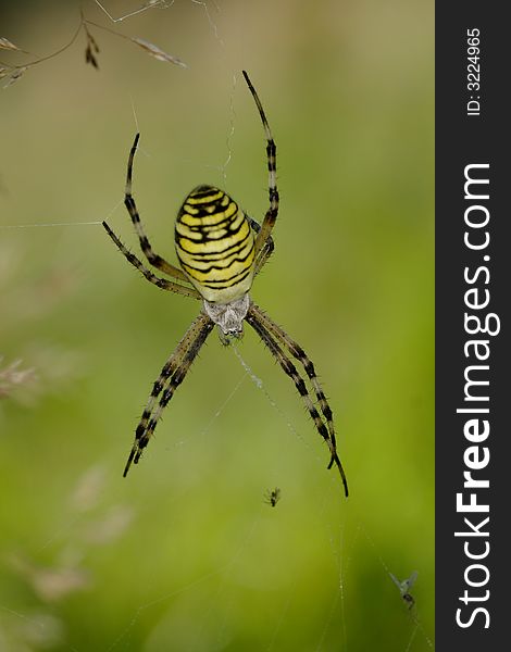 The wasp spider is a striped spider, named after wasps.