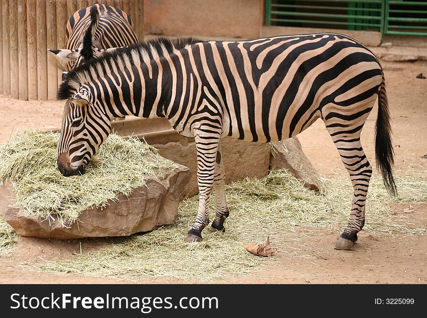 A nice zebra eating something