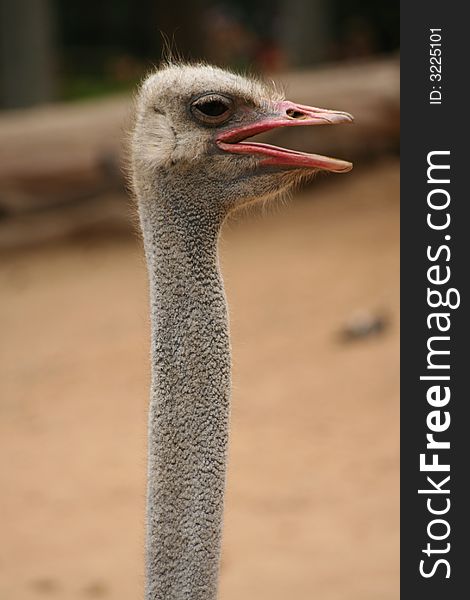 An emu talking with you