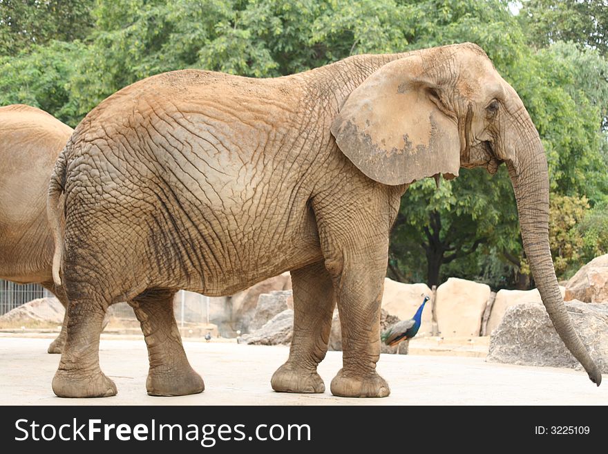 Image of a big elephant