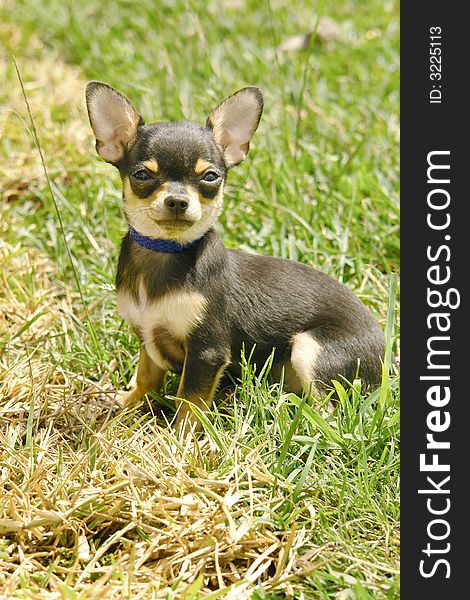 Chihuahua puppy in grass