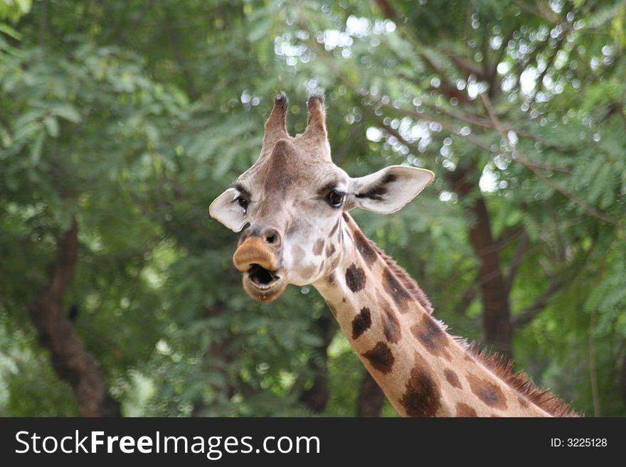 A talking giraffe in the forest