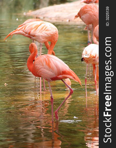 Pink Flamingo group in the water