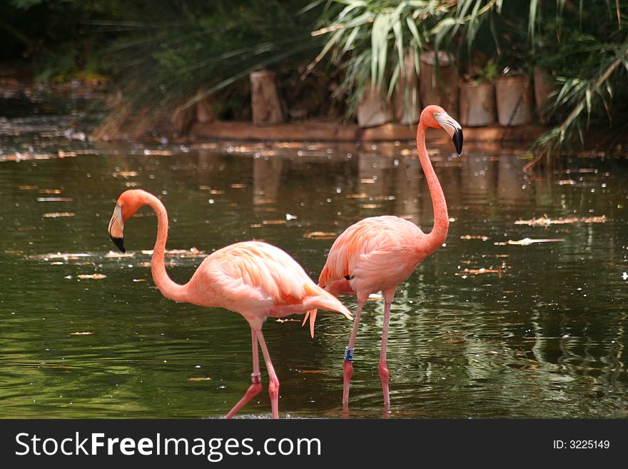 Two flamingo in the sea