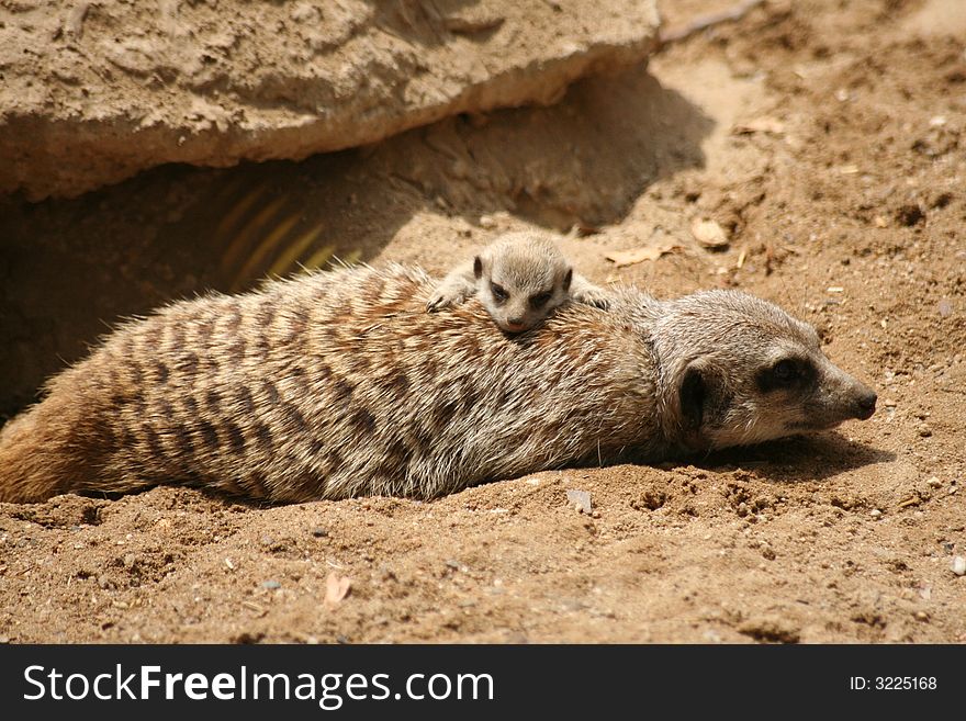 A nice cute mercat family