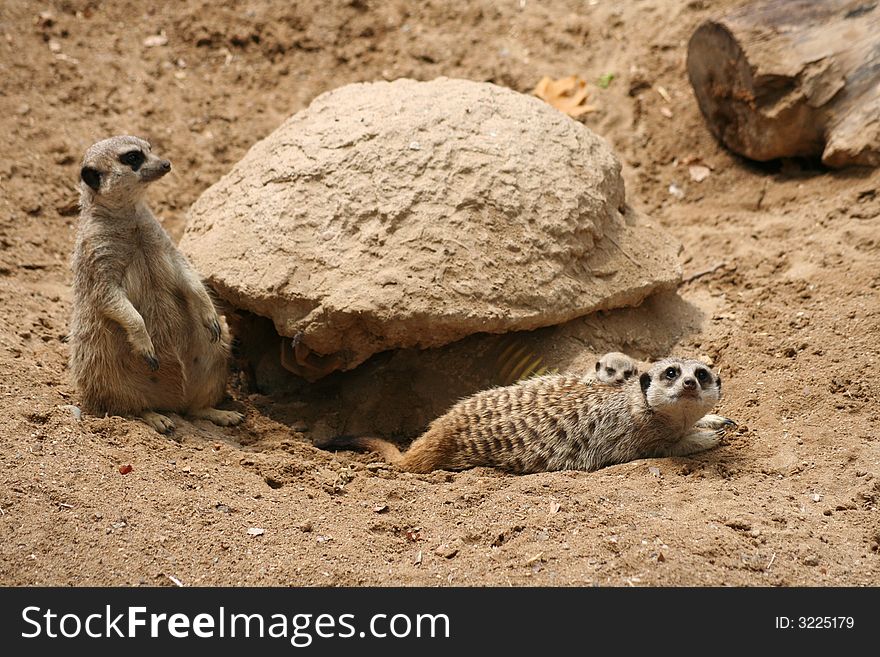 A nice cute mercat family