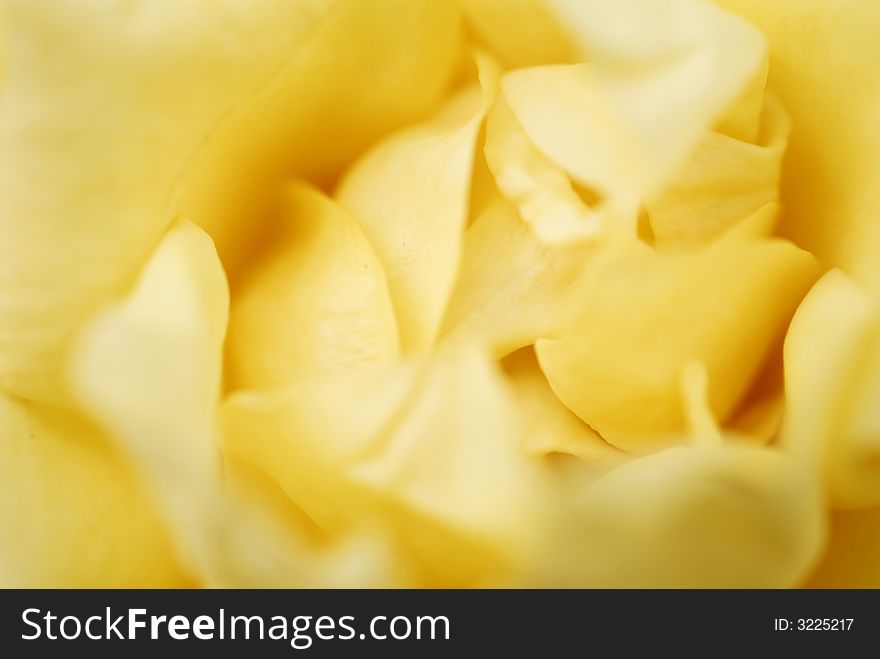 Close up of yellow rose