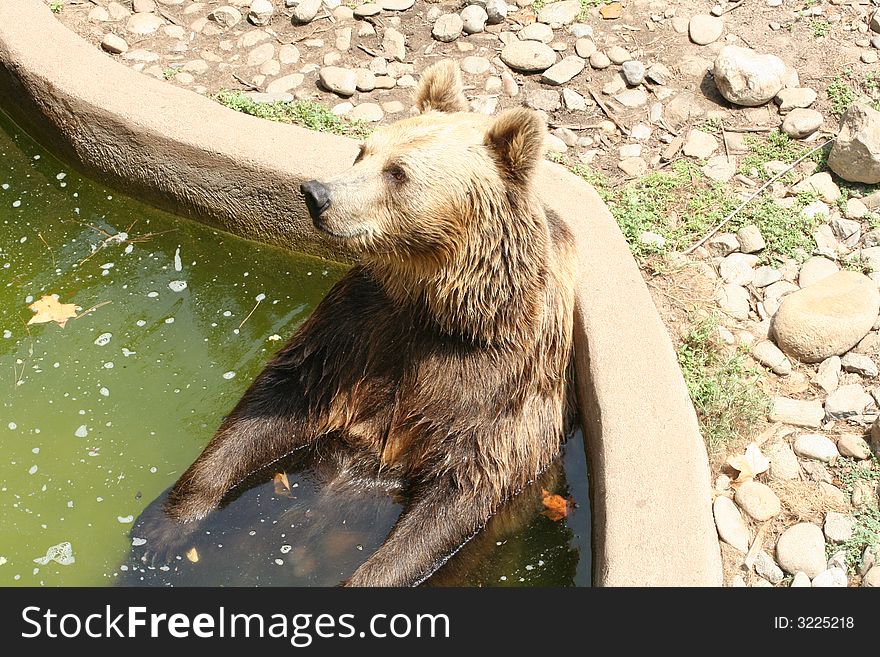 Washing Bear