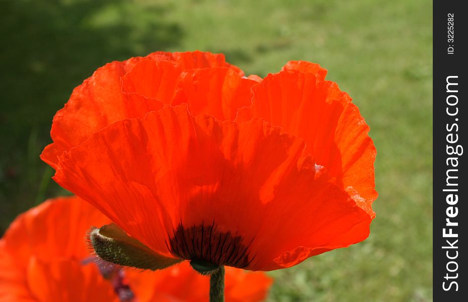 Close-up shot of a poppy