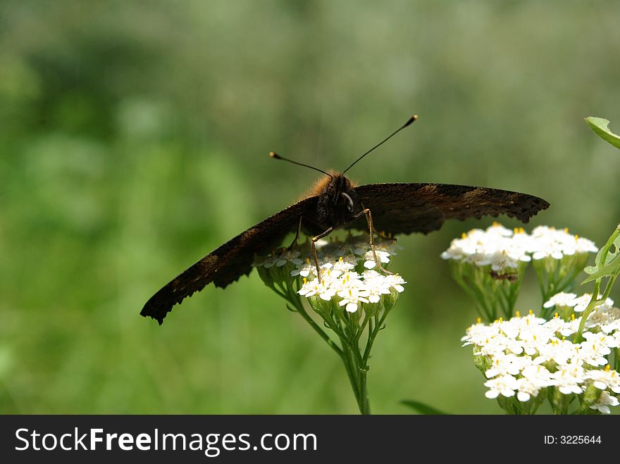 Butterfly landing on a white flower