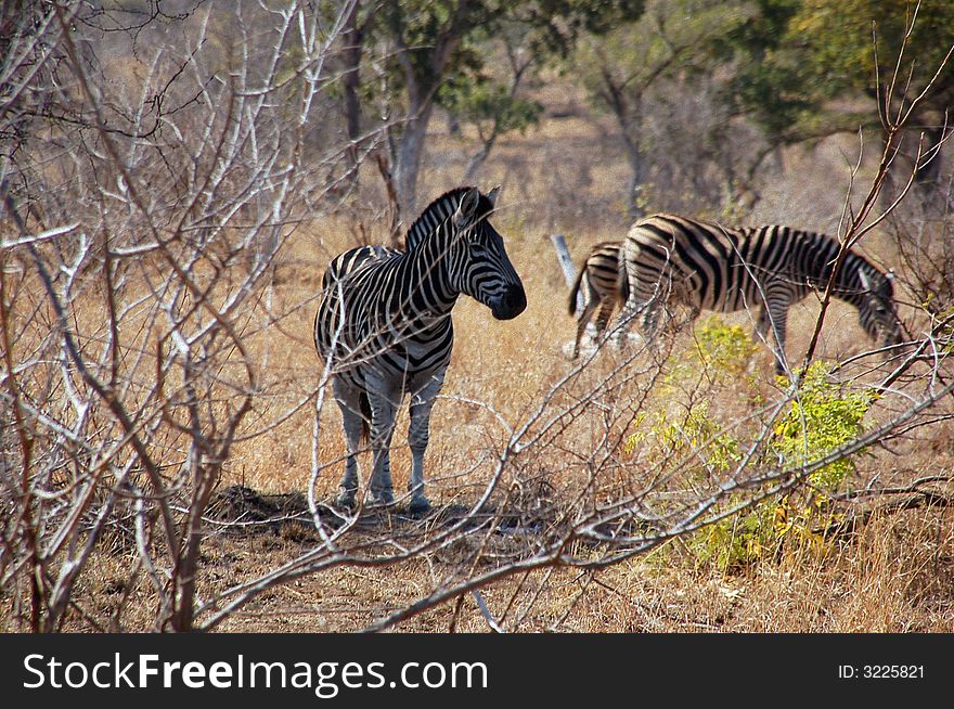 South Africa - Kruger National Park - Three Zebras