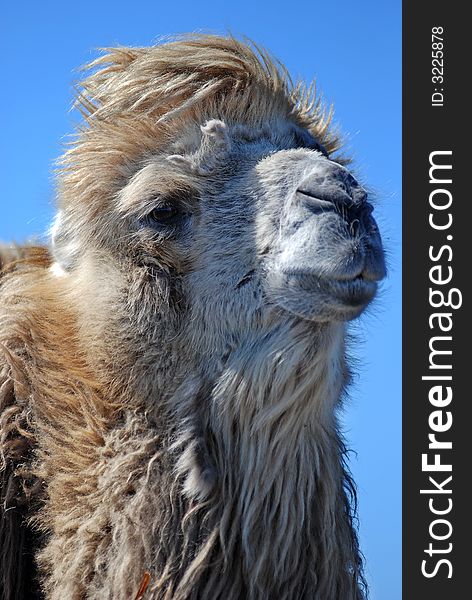 Portrait of the camel on the blue sky