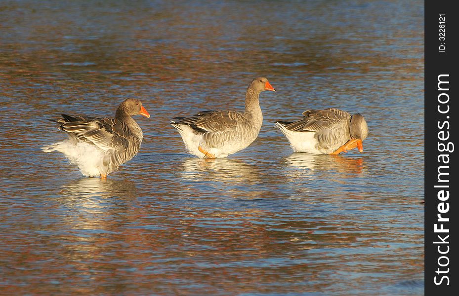 Geese in the river at sunrise