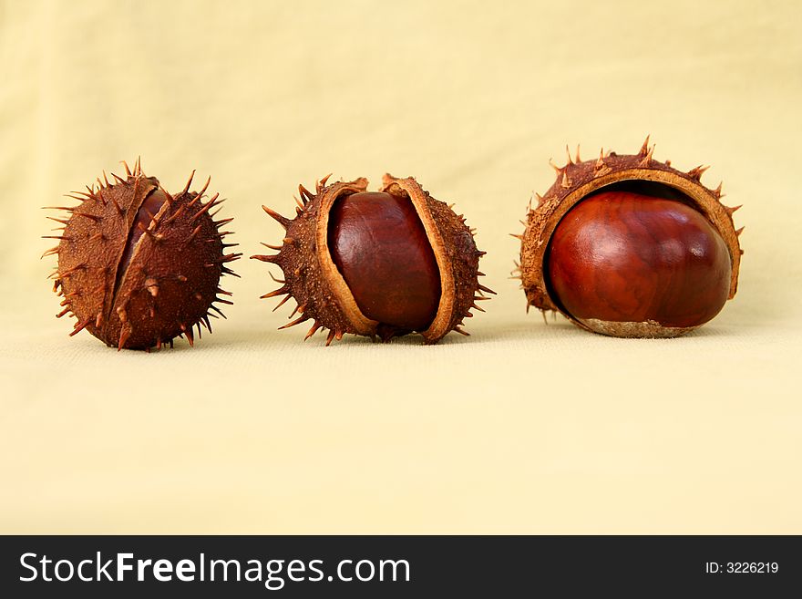 3 chestnuts isolated on sepia background. 3 chestnuts isolated on sepia background