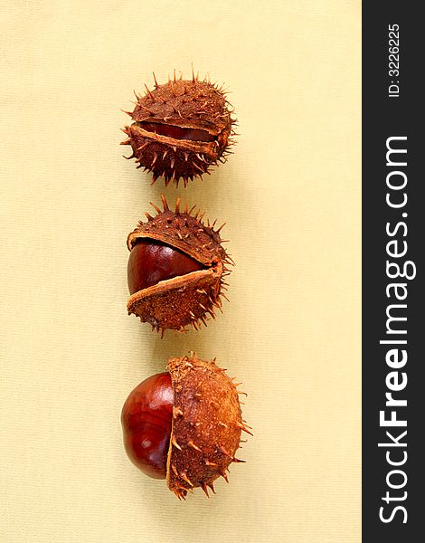 3 chestnuts isolated on sepia background. 3 chestnuts isolated on sepia background