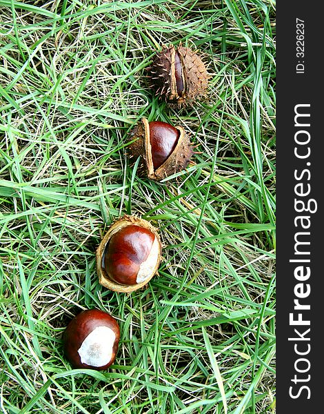 4 chestnuts  in green grass. 4 chestnuts  in green grass