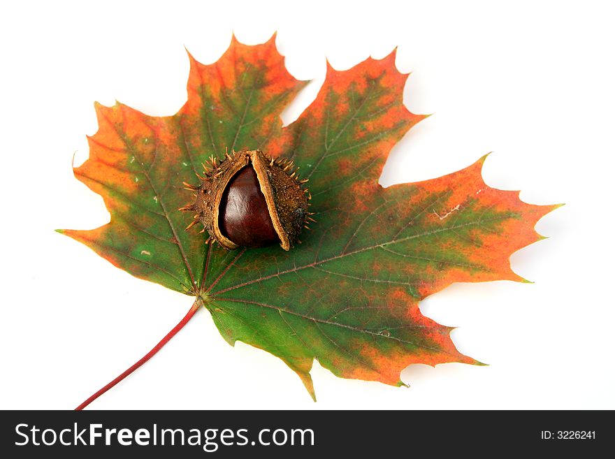 Chestnut and autumn leaf on white background