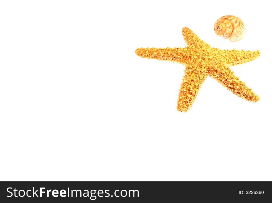 Starfish and shell isolated on a white background. Starfish and shell isolated on a white background