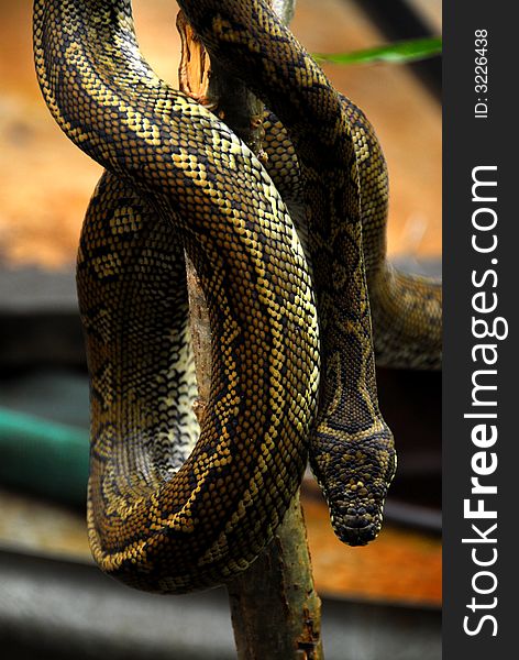 Diamond Python snake common in Australia