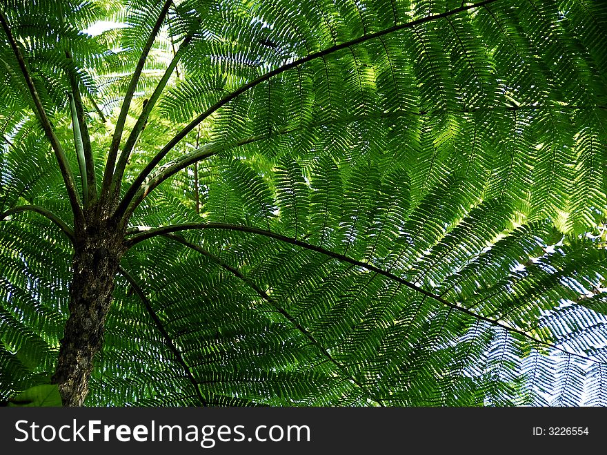 New caledonia fern and the south province park and the new caledonia