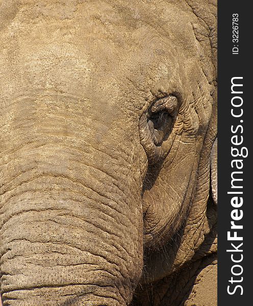 Close-up view of an elephant's face. Close-up view of an elephant's face