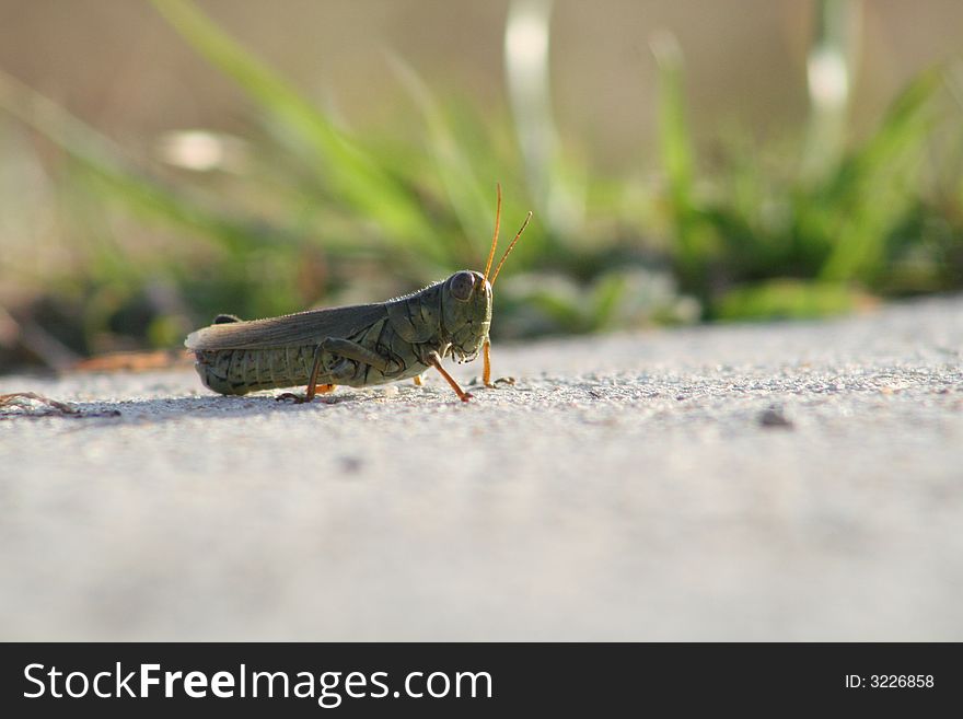 A grasshopper sitting on concrete sunning him self in the afternoon. A grasshopper sitting on concrete sunning him self in the afternoon