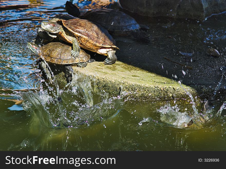 Terrapins - some sunbathing, the others going for the cool feel of the water. Terrapins - some sunbathing, the others going for the cool feel of the water