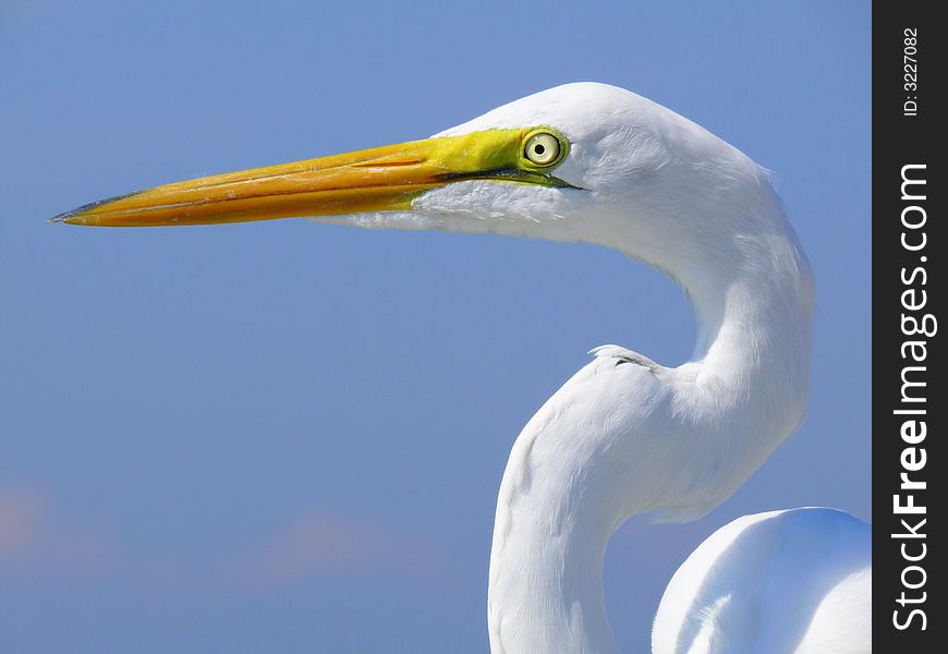 Great egret against blue sky