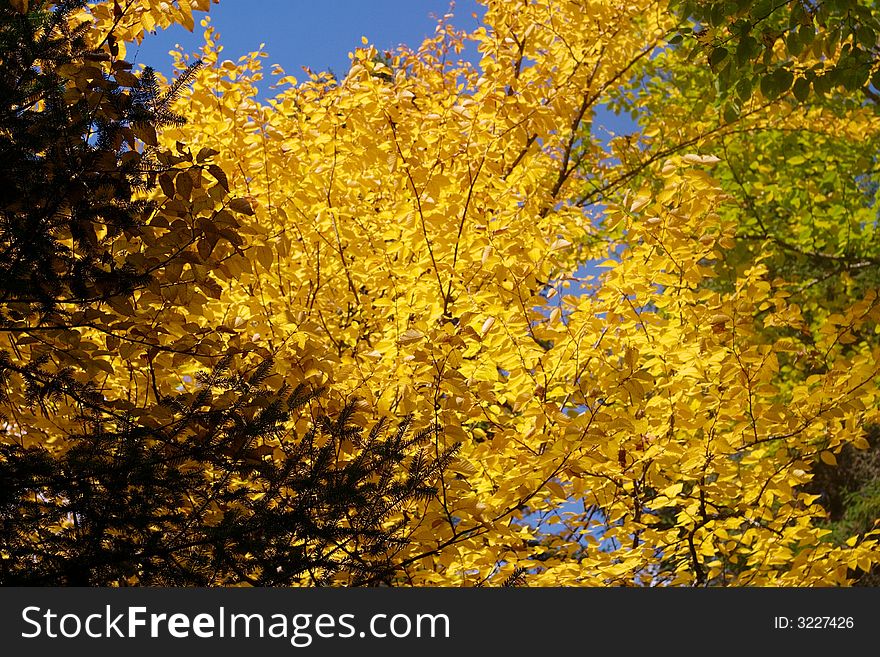 A tree with yellow leaves in fall.