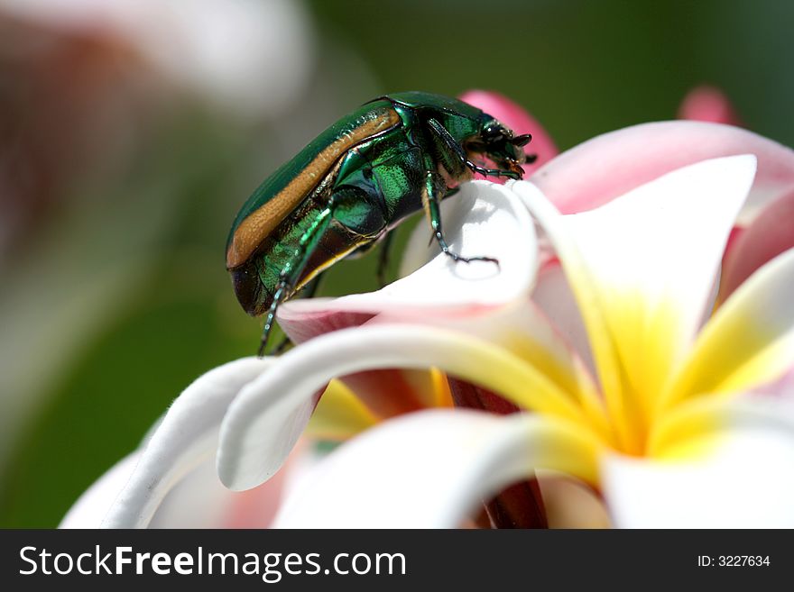 A metallic green Japanese Beetle enjoying a plumeria flower. A metallic green Japanese Beetle enjoying a plumeria flower.