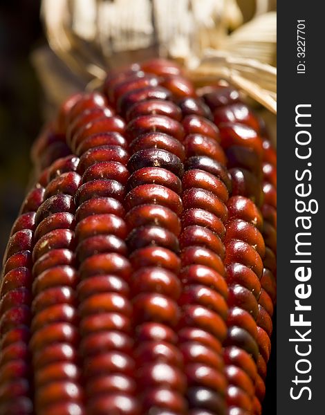 Close-up of  a purple ears of Indian corn.