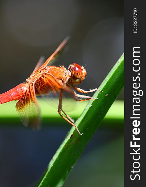 Red Skimmer dragonfly looking like a beautiful ornament on a reed. Red Skimmer dragonfly looking like a beautiful ornament on a reed.