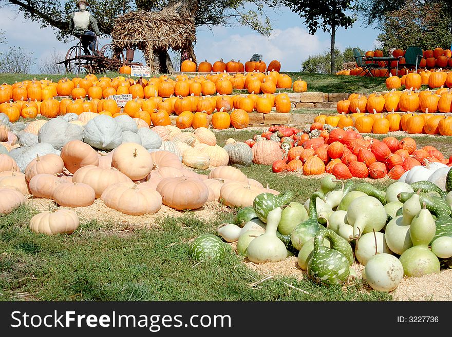 Multiple varieties of pumpkins for sale at a pumpkin farm. Multiple varieties of pumpkins for sale at a pumpkin farm.