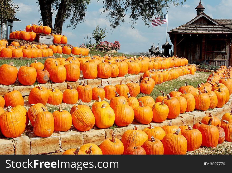 Rows of pumpkins at pumpkin farm with US flag in the background.