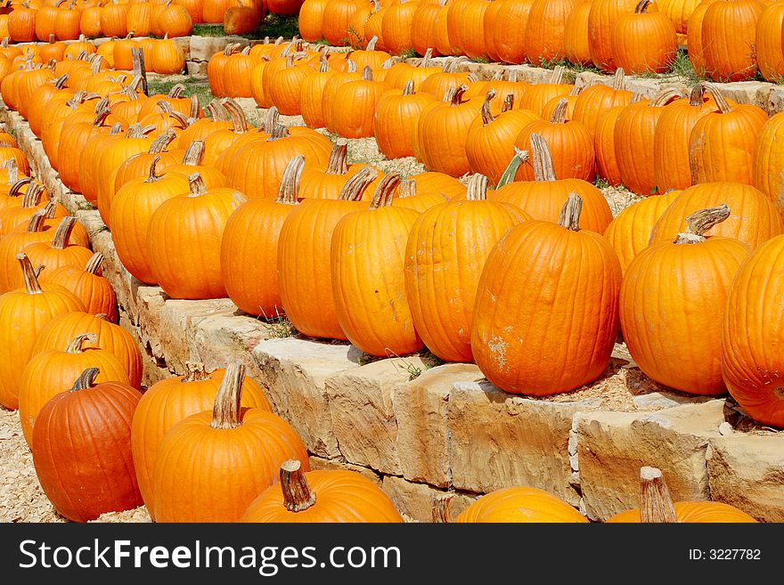 Rows of pumpkins at pumpkin farm. Rows of pumpkins at pumpkin farm.