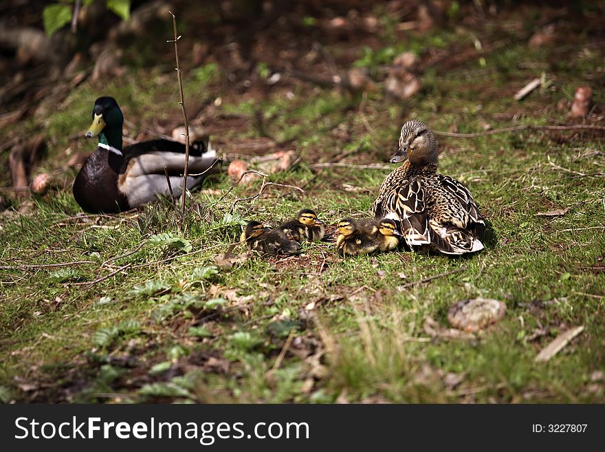 Young baby ducklings with parents. Young baby ducklings with parents