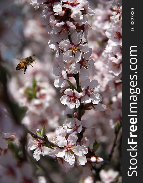 Flying bee and cherry flowers