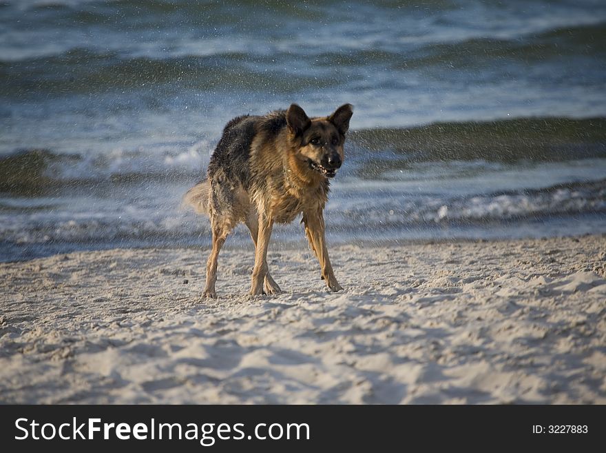 Dog german shepherd play on the beach. Dog german shepherd play on the beach