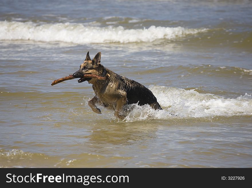 Dog german shepherd play on the beach. Dog german shepherd play on the beach