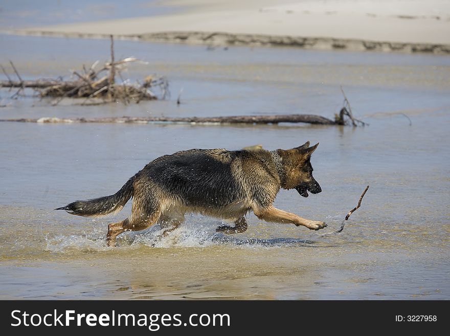 Dog german shepherd play on the beach. Dog german shepherd play on the beach