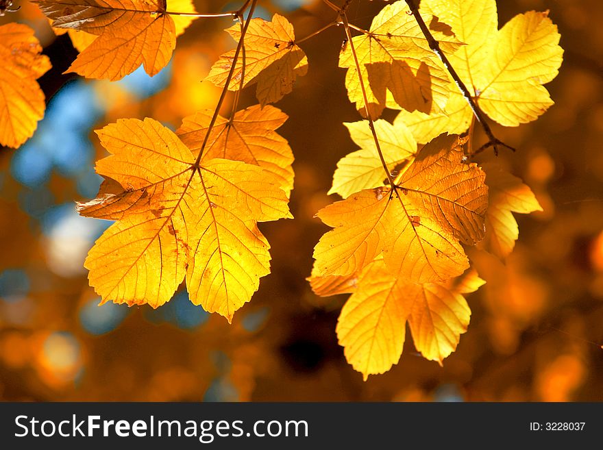 A background of yellow leaves. A background of yellow leaves
