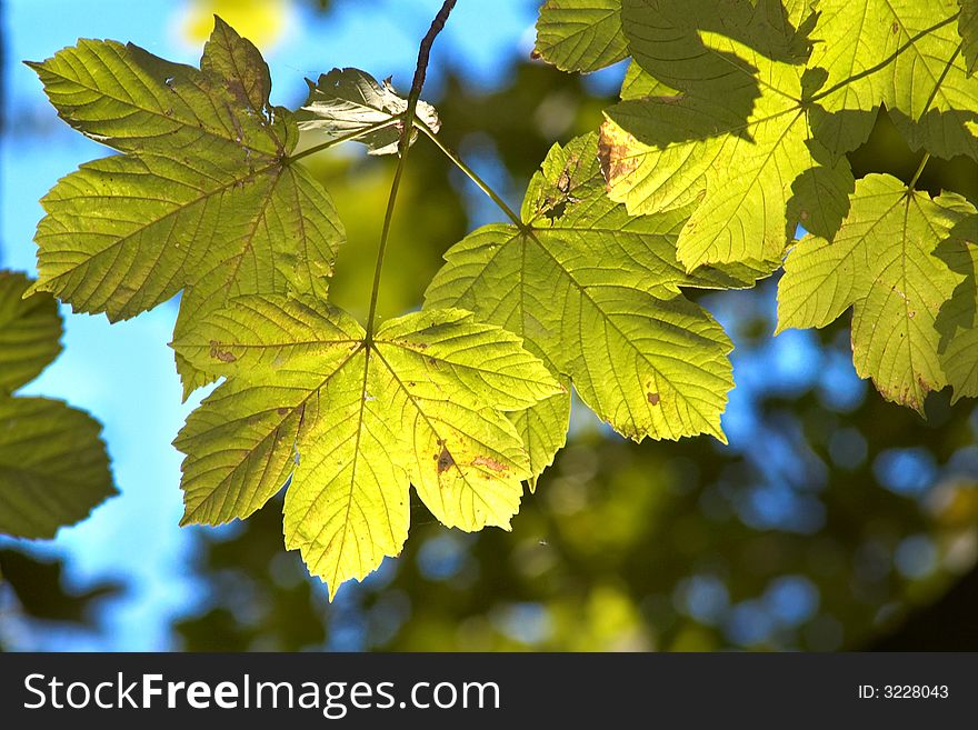 An image of maple leaves. An image of maple leaves