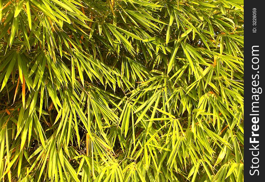 Bamboo Leaves