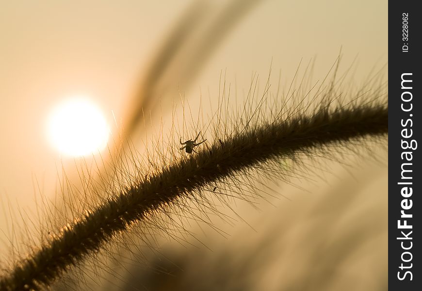 Crab Spider laying in ambush in the tangled midst of a grass flower silhouetted against the rising sun. Crab Spider laying in ambush in the tangled midst of a grass flower silhouetted against the rising sun.