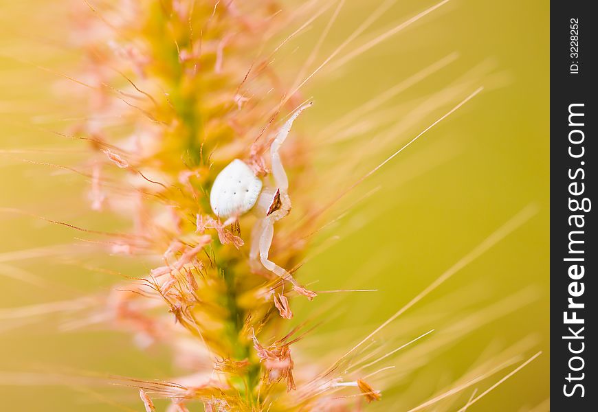 Crab spider awaiting in ambush in the tangled midst of a grass flower.