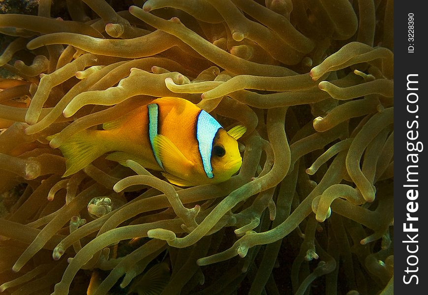 Clownfish in an anemone in the Red Sea, Egypte