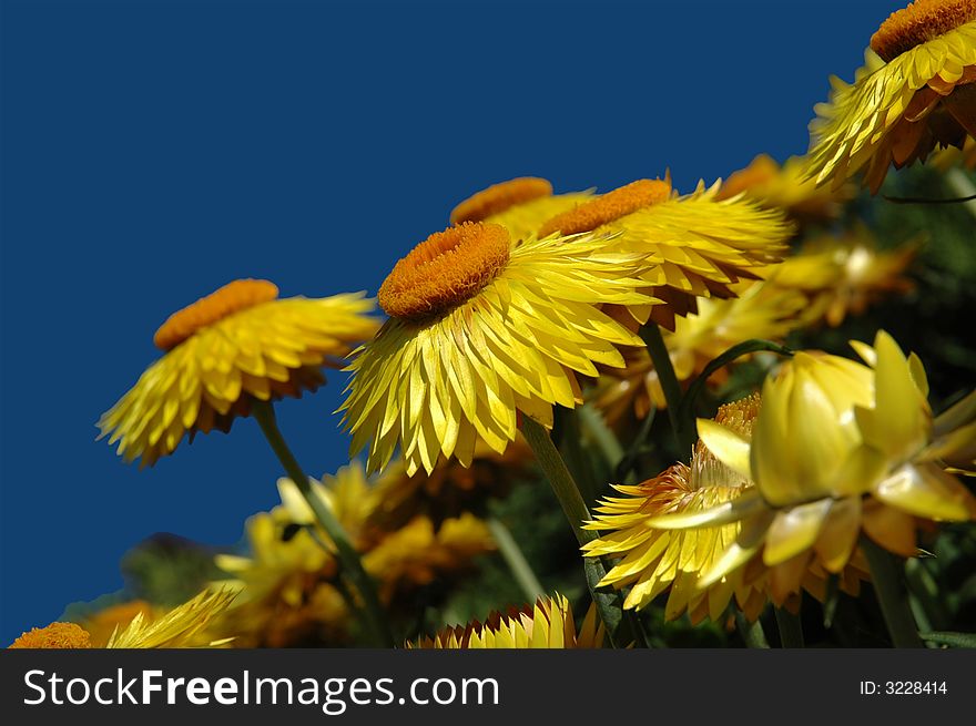 Yellow flowers against bright blue sky