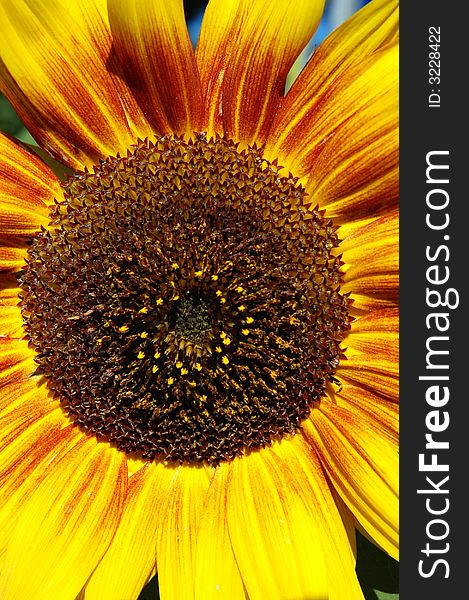 Close up of a beautiful sunflower, focus on the petals